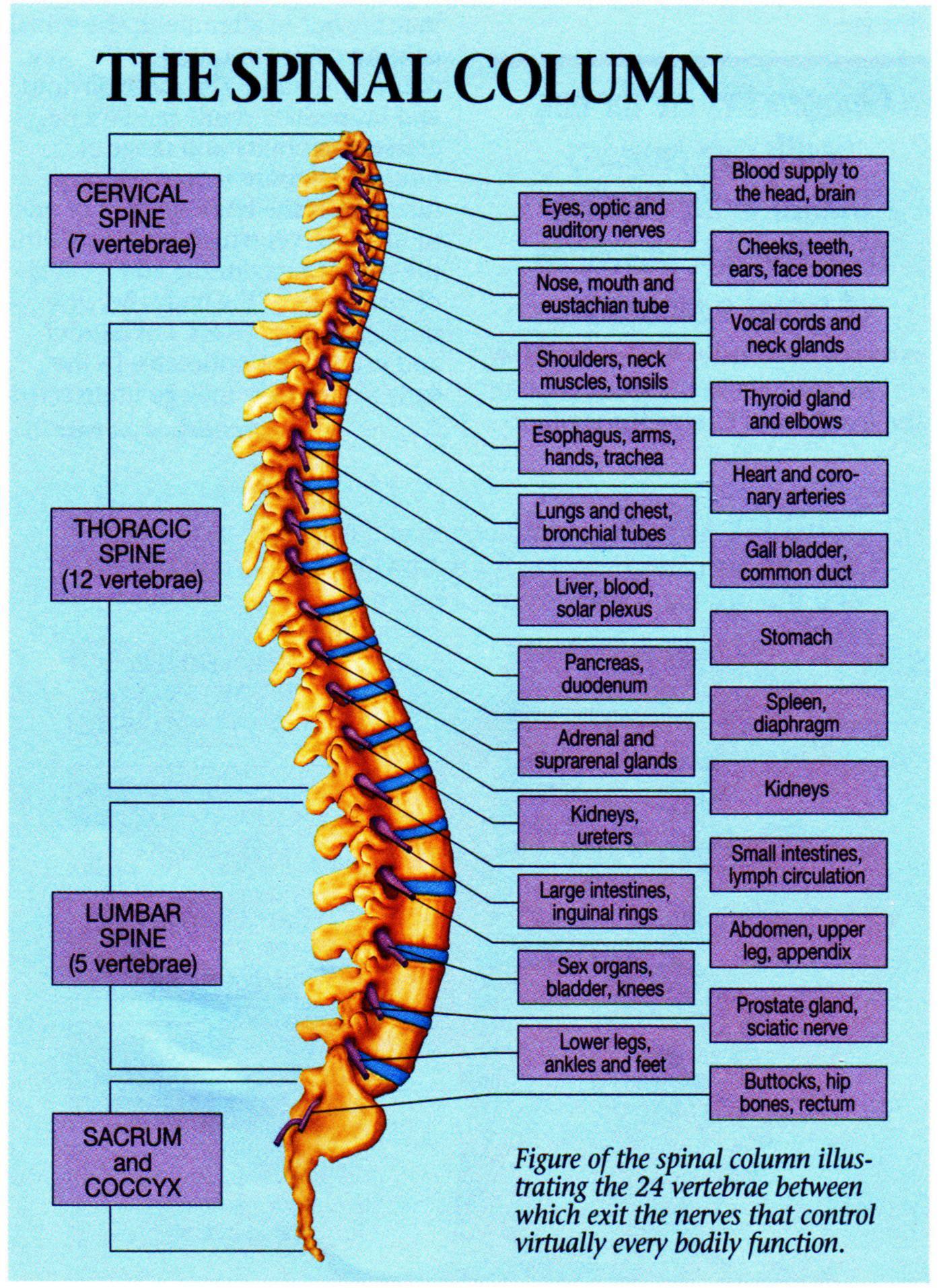 spinal organ chart – Premier Chiropractic Centre